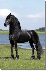 Fries Paard